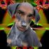 Puppy's on Acid