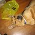 Bud E. Boy