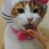 Kitty Swc
