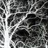 Heart of Thorns