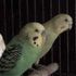 Budgie Parakeet