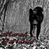 Shattered Wolf
