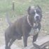 Chancie Dog