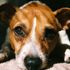 Rocco Dog