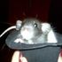 Dita VonCheese