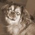 Tootsie Lou-Dog