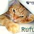 Rufus The Ginger Cat