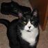 Buster Kittehs