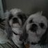 Maggie 'n Angel Puppies