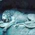 Lion In Peices