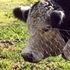 moo moo