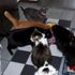 Eight DamnCats