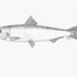 Aleix Pilchard
