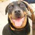 Glover the Rottweiler