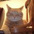 Spike Cat