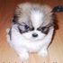 Yo Dog Walker