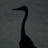 Black Heron