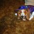 ELVIS MURPHY