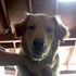A Dog Named James