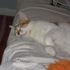 sigmund kitty-mcnaughton
