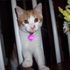 Pumpkin Katt