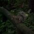 lisa sailor