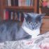 Alicia Cat