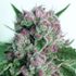 Sativa Free Me