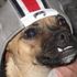 brutus shorty