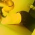 Kayy Cee