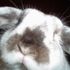 lola honeybunny