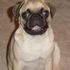 Pugnacious T. Fiddlesticks