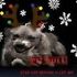 Pitt Bull