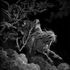 motherfirefly Koontz