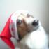 russelthedog