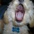 Sammy Poodle