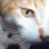 gabe catt
