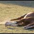 Larry Horse