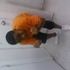Money maker Baker