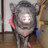 Kirke Pig