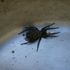 Amy Hart
