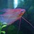 Fred Gourami