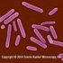Clostridium tetani tetani