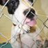 sylacauga animal shelter