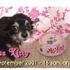 Miss Kitty the dog