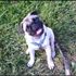 Pugsley Louis, Esq. Drago