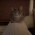 Spunky Cattus