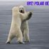Bye! Polar Bears Recording Studio