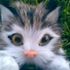 mittens fleafree