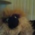 LOBO HAlf wookie